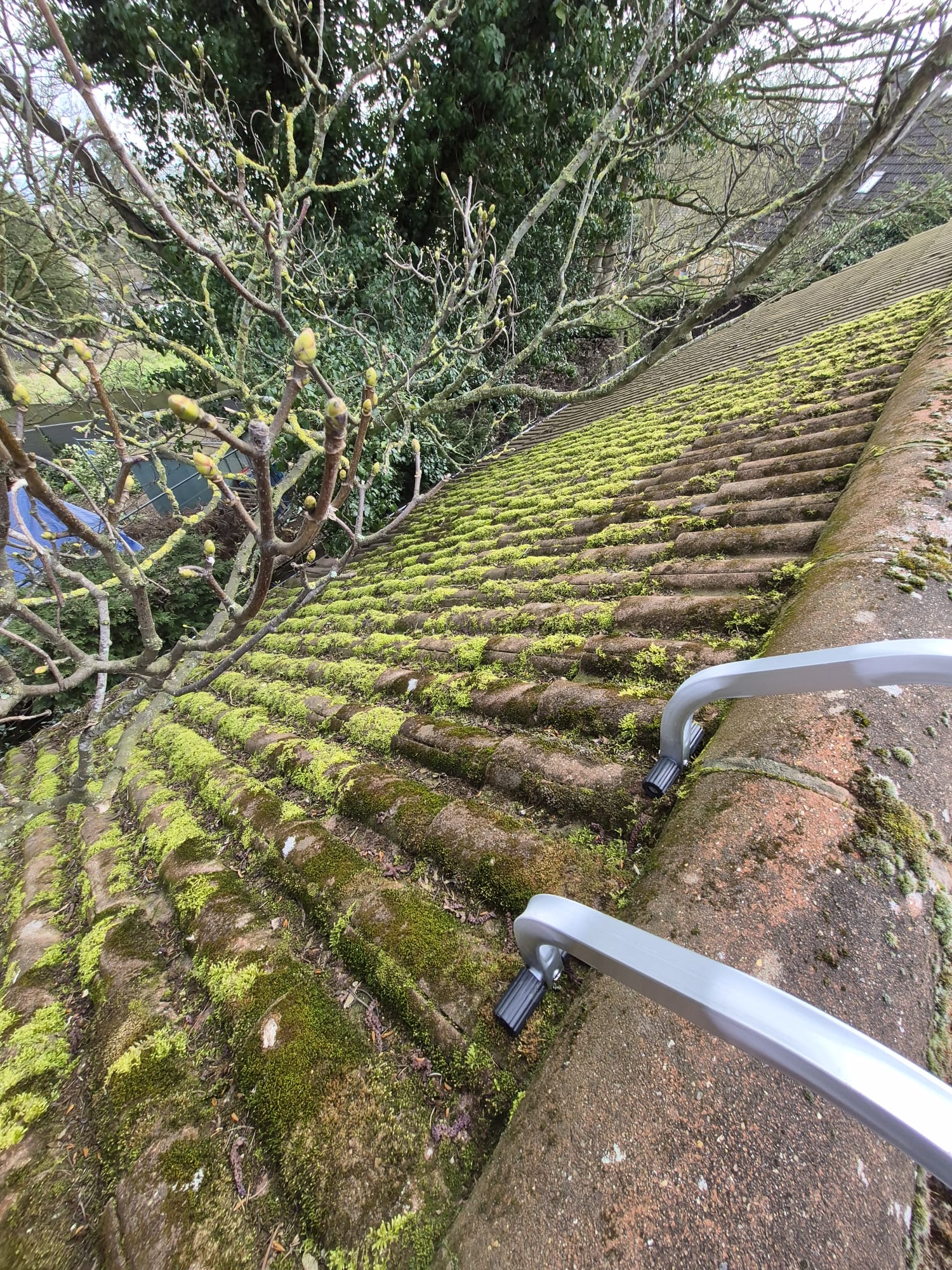 Roof moss removal — before